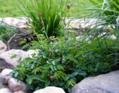 Wiesenknopf 'Tanna' -Günstiges Garten Zart Geschäft wiesenknopf tanna m060361 576803 0