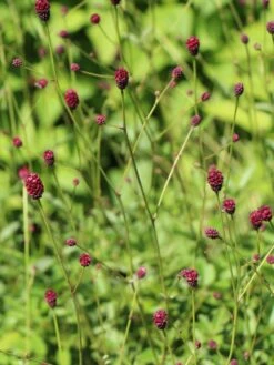 Wiesenknopf 'Tanna' -Günstiges Garten Zart Geschäft wiesenknopf tanna m060361 w 2