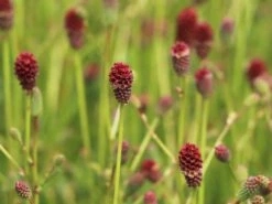 Wiesenknopf 'Tanna' -Günstiges Garten Zart Geschäft wiesenknopf tanna m060361 w 4