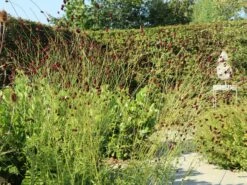 Wiesenknopf 'Tanna' -Günstiges Garten Zart Geschäft wiesenknopf tanna m060361 w 5