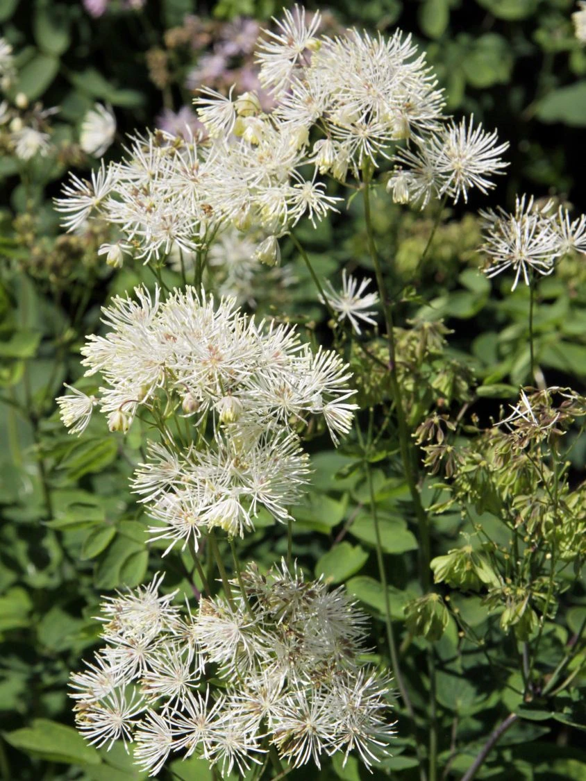 Akeleiblättrige Wiesenraute 'Album' 4 Akeleiblättrige Wiesenraute 'Album' – Bild 2