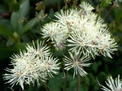 Akeleiblättrige Wiesenraute 'Album' 12 Akeleiblättrige Wiesenraute 'Album' -Günstiges Garten Zart Geschäft wiesenraute album m045321 w 1