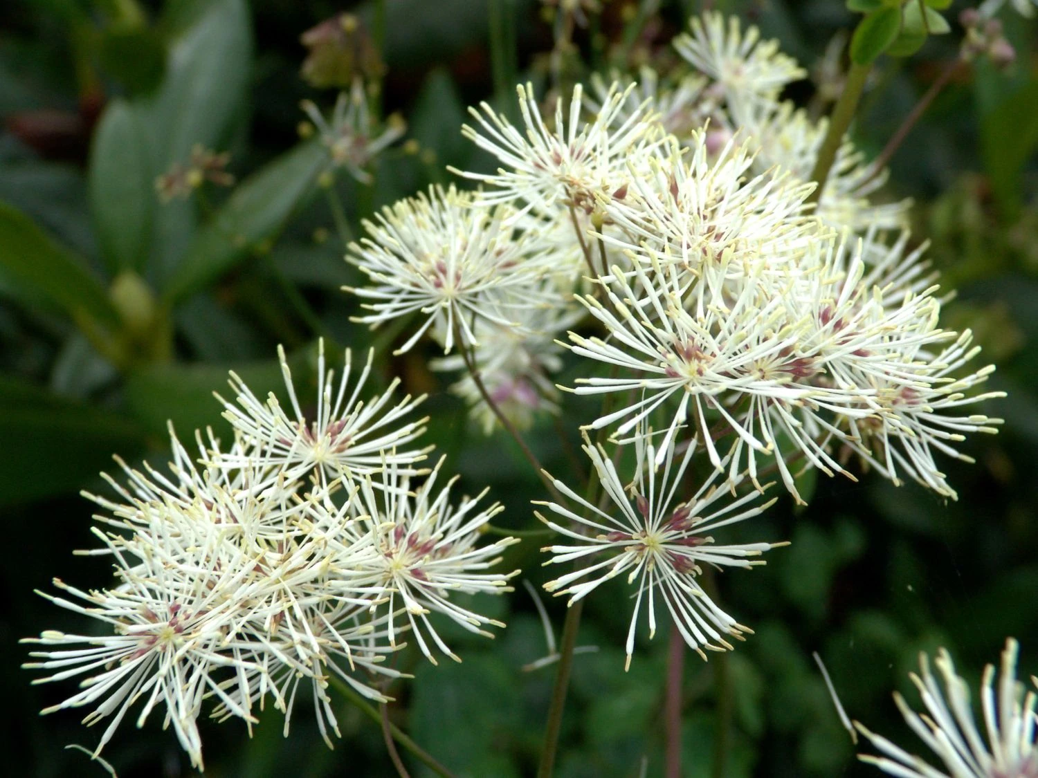 Akeleiblättrige Wiesenraute 'Album' 6 Akeleiblättrige Wiesenraute 'Album' – Bild 4