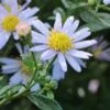 Wild-Aster 'Stardust' ® -Günstiges Garten Zart Geschäft wild aster stardust m108323 h 0