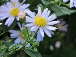 Wild-Aster 'Stardust' ®