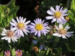 Wild-Aster 'Stardust' ® -Günstiges Garten Zart Geschäft wild aster stardust m108323 w 3