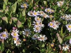 Wild-Aster 'Stardust' ® -Günstiges Garten Zart Geschäft wild aster stardust m108323 w 4
