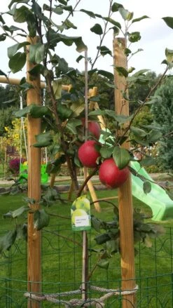Winterapfel 'Schöner Aus Boskoop' -Günstiges Garten Zart Geschäft winterapfel boskoop bzw schoener von boskoop m004790 670970 0