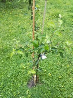 Winterapfel 'Schöner Aus Boskoop' -Günstiges Garten Zart Geschäft winterapfel boskoop bzw schoener von boskoop m004790 863541 0