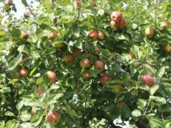 Winterapfel 'Schöner Aus Boskoop' -Günstiges Garten Zart Geschäft winterapfel boskoop bzw schoener von boskoop m004790 w 4