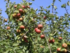 Winterapfel 'Schöner Aus Boskoop' -Günstiges Garten Zart Geschäft winterapfel boskoop bzw schoener von boskoop m004790 w 5