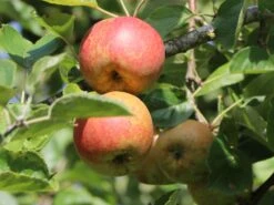 Winterapfel 'Schöner Aus Boskoop' -Günstiges Garten Zart Geschäft winterapfel boskoop bzw schoener von boskoop m004790 w 6