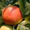 Winterapfel 'Goldparmäne' -Günstiges Garten Zart Geschäft winterapfel goldparmaene m004848 h 0