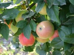 Winterapfel 'Goldparmäne' -Günstiges Garten Zart Geschäft winterapfel goldparmaene m004848 w 0