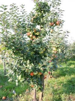 Winterapfel 'Goldparmäne' -Günstiges Garten Zart Geschäft winterapfel goldparmaene m004848 w 1