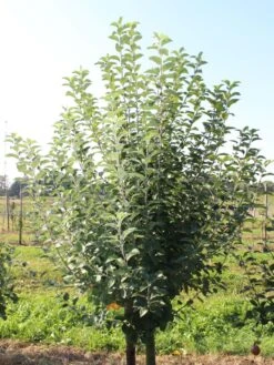 Winterapfel 'Goldparmäne' -Günstiges Garten Zart Geschäft winterapfel goldparmaene m004848 w 2