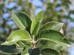 Winterapfel 'Goldparmäne' -Günstiges Garten Zart Geschäft winterapfel goldparmaene m004848 w 4