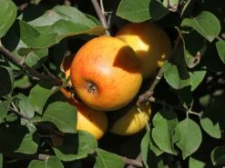 Winterapfel 'Goldparmäne' -Günstiges Garten Zart Geschäft winterapfel goldparmaene m004848 w 5