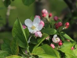 Winterapfel 'Goldparmäne' -Günstiges Garten Zart Geschäft winterapfel goldparmaene m004848 w 8