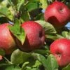 Winterapfel 'Roter Boskoop' -Günstiges Garten Zart Geschäft winterapfel roter boskoop m000564 h 0