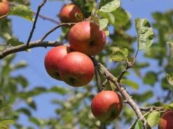 Winterapfel 'Roter Boskoop' -Günstiges Garten Zart Geschäft winterapfel roter boskoop m000564 w 1