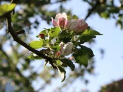 Winterapfel 'Schöner Aus Boskoop' -Günstiges Garten Zart Geschäft winterapfel schoener aus boskoop m004790 w 0