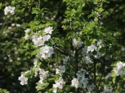 Winterapfel 'Schöner Aus Boskoop' -Günstiges Garten Zart Geschäft winterapfel schoener aus boskoop m004790 w 2
