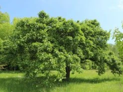 Winterapfel 'Schöner Aus Boskoop' -Günstiges Garten Zart Geschäft winterapfel schoener aus boskoop m004790 w 3