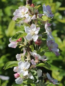 Winterapfel 'Spartan' -Günstiges Garten Zart Geschäft winterapfel spartan m006602 w 1