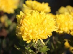 Winteraster 'Juliane' -Günstiges Garten Zart Geschäft winteraster juliane m058184 w 1