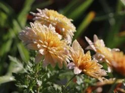 Winteraster 'Scherzo' -Günstiges Garten Zart Geschäft winteraster scherzo m074179 w 0