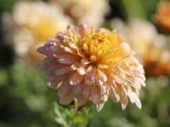 Winteraster 'Scherzo' -Günstiges Garten Zart Geschäft winteraster scherzo m074179 w 1