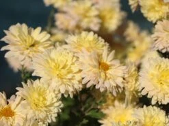 Winteraster 'Scherzo' -Günstiges Garten Zart Geschäft winteraster scherzo m074179 w 2