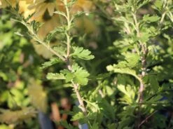 Winteraster 'Scherzo' -Günstiges Garten Zart Geschäft winteraster scherzo m074179 w 3