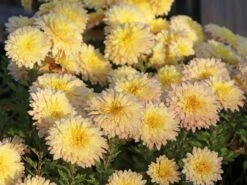 Winteraster 'Scherzo' -Günstiges Garten Zart Geschäft winteraster scherzo m074179 w 4