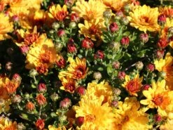 Winteraster 'Zeus' -Günstiges Garten Zart Geschäft winteraster zeus m108426 w 0