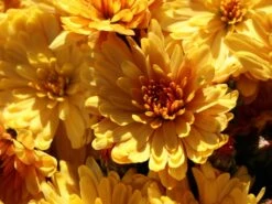 Winteraster 'Zeus' -Günstiges Garten Zart Geschäft winteraster zeus m108426 w 2