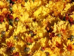 Winteraster 'Zeus' -Günstiges Garten Zart Geschäft winteraster zeus m108426 w 3