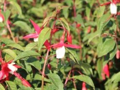 Winterharte Fuchsie 'Madame Cornelissen' -Günstiges Garten Zart Geschäft winterharte fuchsie madame cornelissen m008120 w 0