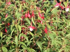 Winterharte Fuchsie 'Madame Cornelissen' -Günstiges Garten Zart Geschäft winterharte fuchsie madame cornelissen m008120 w 2