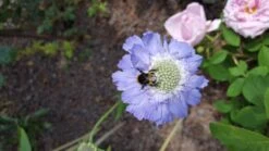 Witwenblume / Skabiose 'Stäfa' -Günstiges Garten Zart Geschäft witwenblume skabiose staefa m009164 612505 0