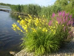 Zitronengelbe Taglilie -Günstiges Garten Zart Geschäft zitronengelbe taglilie m045474 114969 0