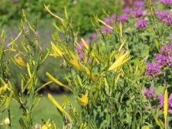 Zitronengelbe Taglilie -Günstiges Garten Zart Geschäft zitronengelbe taglilie m045474 w 0