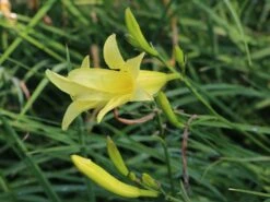 Zitronengelbe Taglilie -Günstiges Garten Zart Geschäft zitronengelbe taglilie m045474 w 1