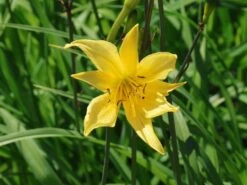 Zitronengelbe Taglilie -Günstiges Garten Zart Geschäft zitronengelbe taglilie m045474 w 2