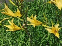 Zitronengelbe Taglilie -Günstiges Garten Zart Geschäft zitronengelbe taglilie m045474 w 5