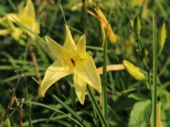 Zitronengelbe Taglilie -Günstiges Garten Zart Geschäft zitronengelbe taglilie m045474 w 6