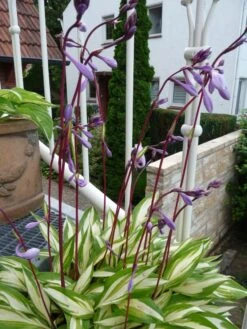 Zweifarbige Funkie 'Cherry Berry' 17 Zweifarbige Funkie 'Cherry Berry' -Günstiges Garten Zart Geschäft zweifarbige funkie cherry berry m059097 501140 0