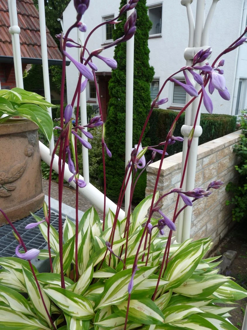 Zweifarbige Funkie 'Cherry Berry' 10 Zweifarbige Funkie 'Cherry Berry' – Bild 8