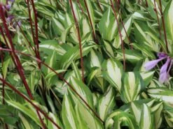 Zweifarbige Funkie 'Cherry Berry'